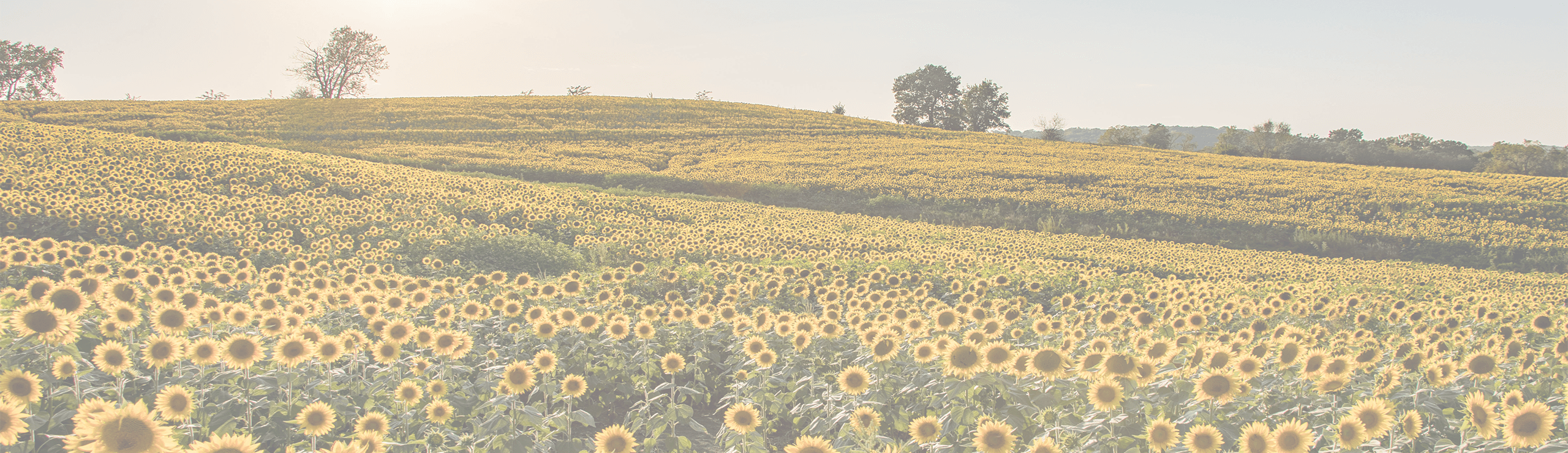 Banner_Sonnenblumenfeld_neu